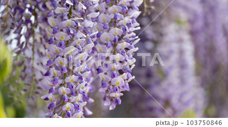 Blooming Wisteria Sinensis with scented classic purple flowersin full bloom in hanging racemes closeup. Garden with wisteria in spring Blooming Wisteria Sinensis with scented classic purple flowersin full bloom in hanging racemes closeup. Garden with wisteria in spring 103750846