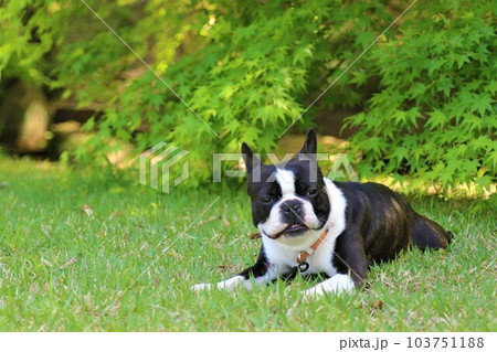春の芝生広場に伏せて可愛く見つめるボストンテリアのマイティ君♡ 103751188