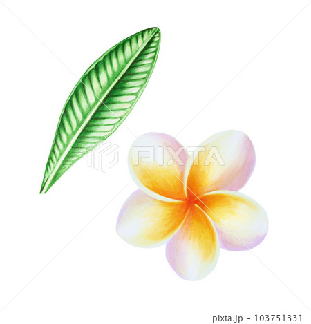 Watercolor realistic tropical illustration of plumeria flowers with leaves isolated on white background. Beautiful botanical hand painted frangipani. For designers, spa decoration, postcards, wedding, 103751331