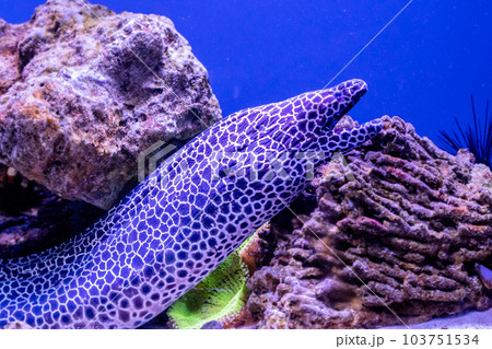 leopard moray eel fish leopard moray eel fish 103751534