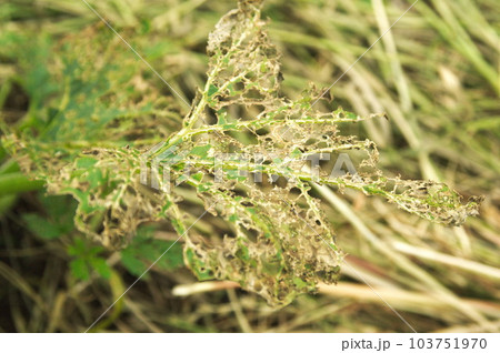 ウリハムシに食べられたズッキーニの葉 103751970