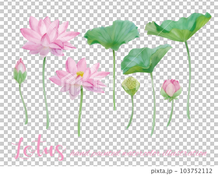 水彩手書きの蓮の花と葉の素材 103752112