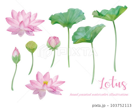 水彩手書きの蓮の花と葉の素材 水彩手書きの蓮の花と葉の素材 103752113
