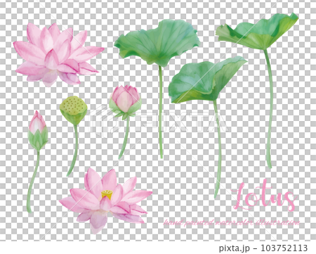 水彩手書きの蓮の花と葉の素材 水彩手書きの蓮の花と葉の素材 103752113