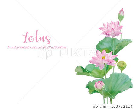 水彩手書きの蓮の花と葉の素材 103752114