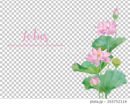 水彩手書きの蓮の花と葉の素材 103752114