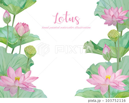 水彩手書きの蓮の花と葉の素材 103752116
