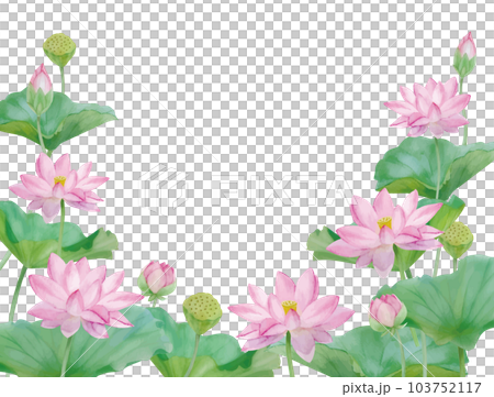 水彩手書きの蓮の花と葉の素材 103752117