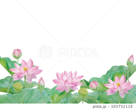水彩手書きの蓮の花と葉の素材 103752118