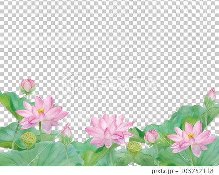 水彩手書きの蓮の花と葉の素材 103752118