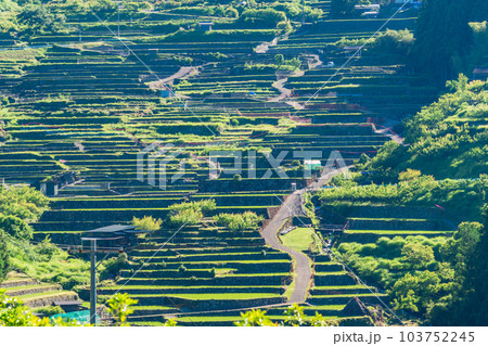 【愛知県】田植えが終わった四谷の千枚田・朝 103752245