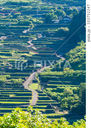【愛知県】田植えが終わった四谷の千枚田・朝 【愛知県】田植えが終わった四谷の千枚田・朝 103752247