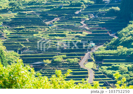 【愛知県】田植えが終わった四谷の千枚田・朝 103752250