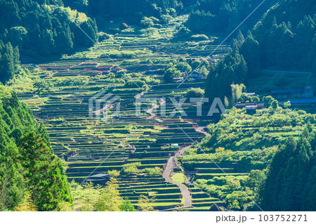 【愛知県】田植えが終わった四谷の千枚田・朝 103752271