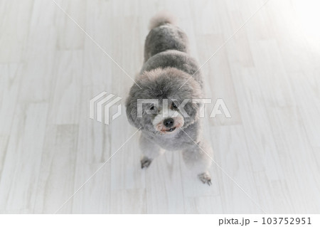 シルバーのトイプードル 103752951