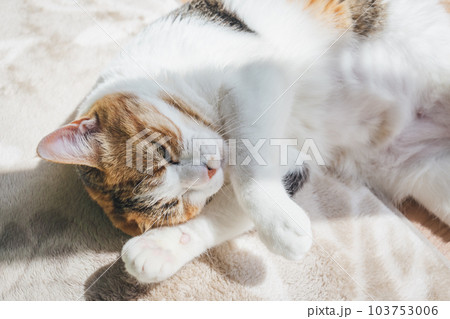 室内飼いの可愛い三毛猫 103753006