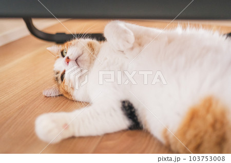 室内飼いの可愛い三毛猫 室内飼いの可愛い三毛猫 103753008