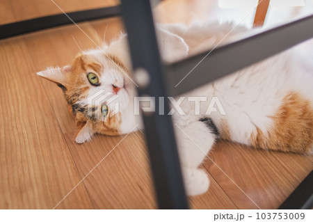 室内飼いの可愛い三毛猫 103753009