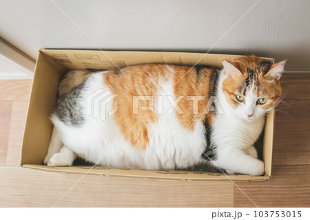 室内飼いの可愛い三毛猫 103753015