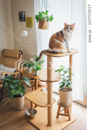 室内飼いの可愛い三毛猫 室内飼いの可愛い三毛猫 103753017
