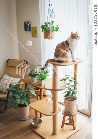 室内飼いの可愛い三毛猫 103753018