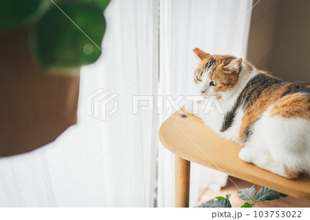 室内飼いの可愛い三毛猫 103753022