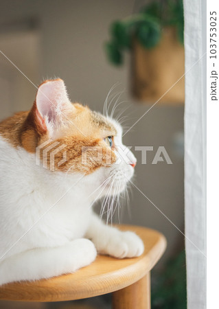室内飼いの可愛い三毛猫 103753025