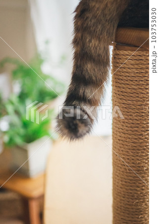 室内飼いの可愛い三毛猫 103753030