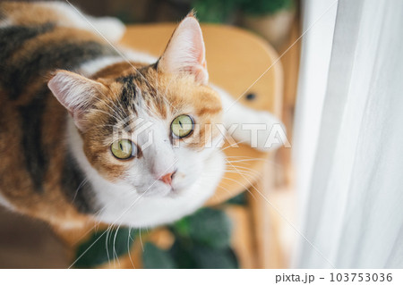 室内飼いの可愛い三毛猫 室内飼いの可愛い三毛猫 103753036