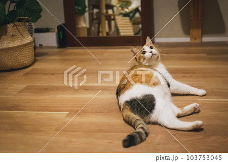 室内飼いの可愛い三毛猫 103753045