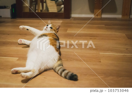 室内飼いの可愛い三毛猫 室内飼いの可愛い三毛猫 103753046