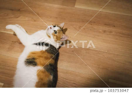室内飼いの可愛い三毛猫 室内飼いの可愛い三毛猫 103753047