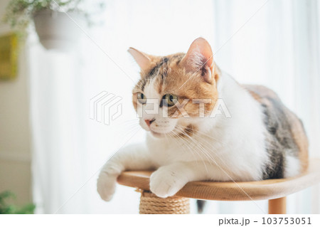 室内飼いの可愛い三毛猫 室内飼いの可愛い三毛猫 103753051