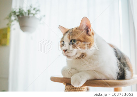 室内飼いの可愛い三毛猫 103753052