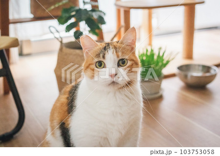 室内飼いの可愛い三毛猫 103753058