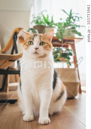 室内飼いの可愛い三毛猫 室内飼いの可愛い三毛猫 103753061