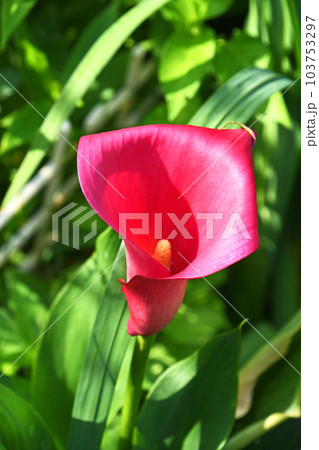 カラー(海芋) カラー(海芋) 103753297