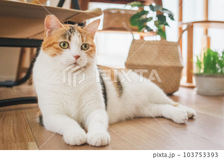 室内飼いの可愛い三毛猫 103753393
