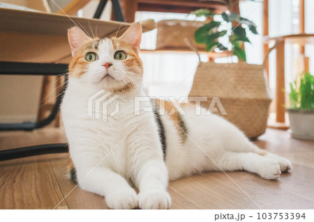 室内飼いの可愛い三毛猫 室内飼いの可愛い三毛猫 103753394