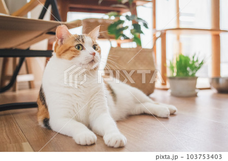 室内飼いの可愛い三毛猫 室内飼いの可愛い三毛猫 103753403