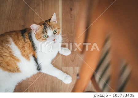 室内飼いの可愛い三毛猫 室内飼いの可愛い三毛猫 103753408