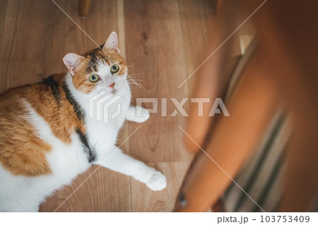 室内飼いの可愛い三毛猫 103753409