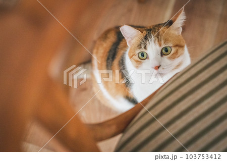 室内飼いの可愛い三毛猫 室内飼いの可愛い三毛猫 103753412