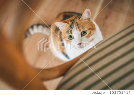 室内飼いの可愛い三毛猫 103753414