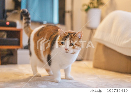 室内飼いの可愛い三毛猫 室内飼いの可愛い三毛猫 103753419