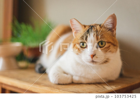 室内飼いの可愛い三毛猫 室内飼いの可愛い三毛猫 103753425