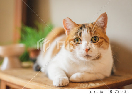 室内飼いの可愛い三毛猫 室内飼いの可愛い三毛猫 103753433