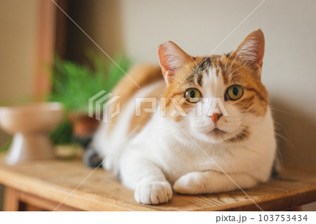 室内飼いの可愛い三毛猫 103753434
