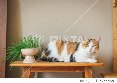 室内飼いの可愛い三毛猫 103753439