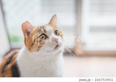 室内飼いの可愛い三毛猫 室内飼いの可愛い三毛猫 103753451